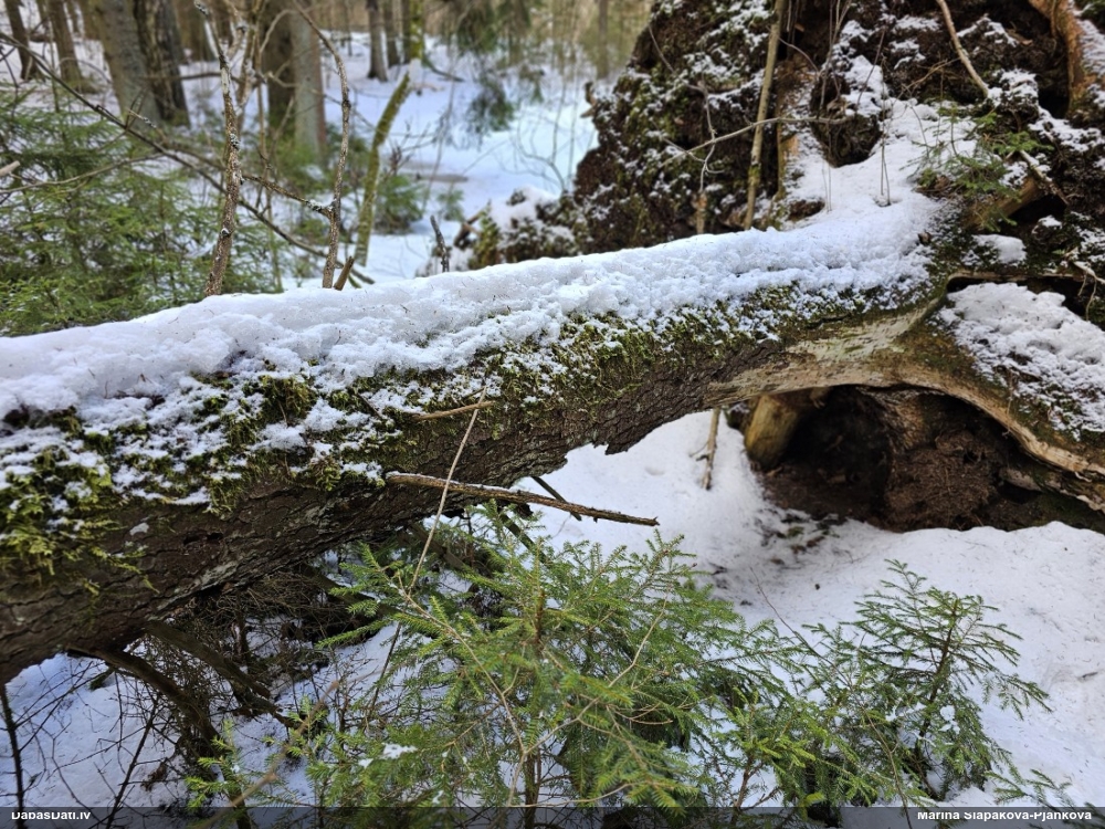 Maldinošā kājpilīte (bij. maldinošā trihija)