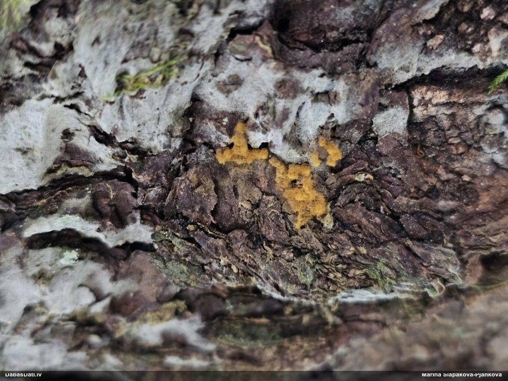 Maldinošā kājpilīte (bij. maldinošā trihija)