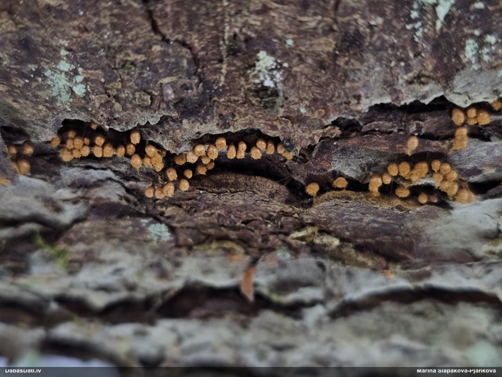 Maldinošā kājpilīte (bij. maldinošā trihija)