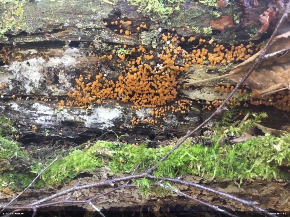 Maldinošā kājpilīte (bij. maldinošā trihija)