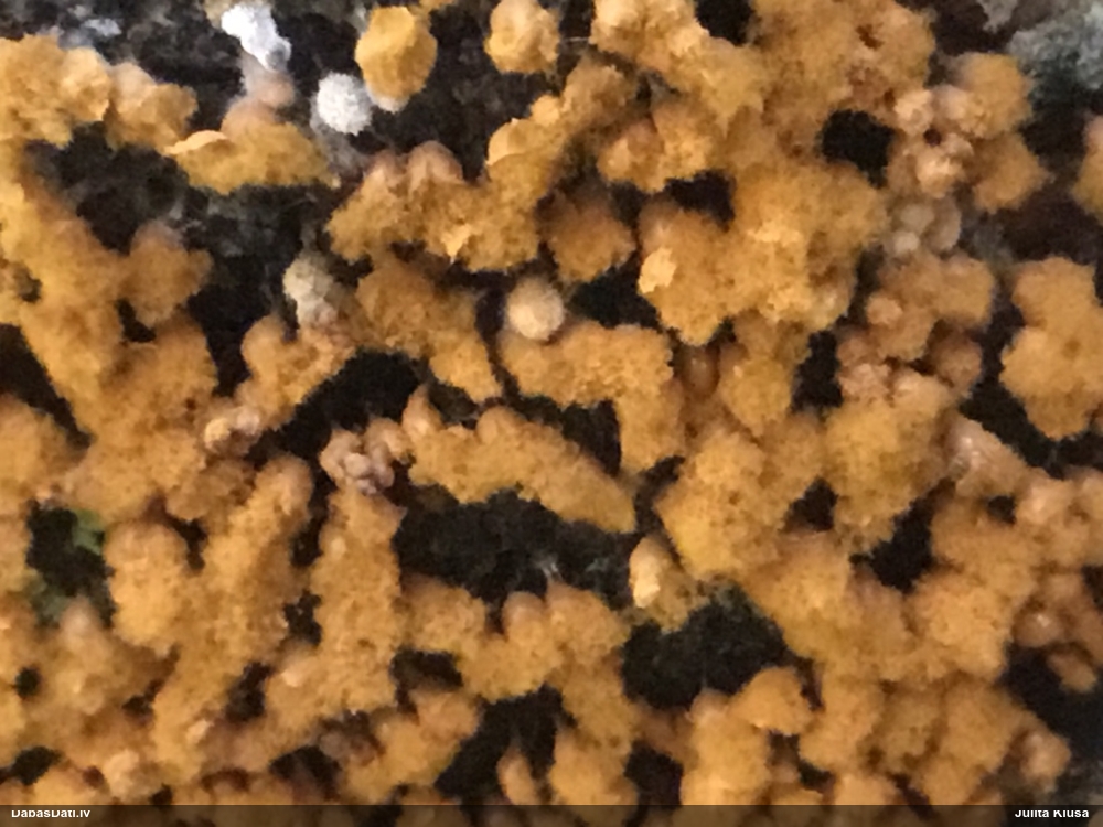 Maldinošā kājpilīte (bij. maldinošā trihija)