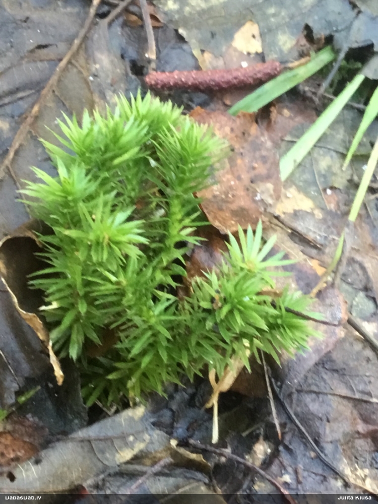 баранец обыкновенный