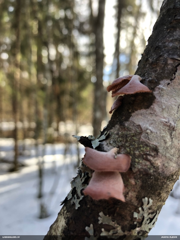 Izplestā pundurkamolene