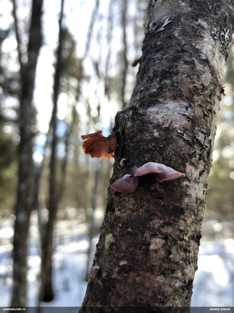 Izplestā pundurkamolene