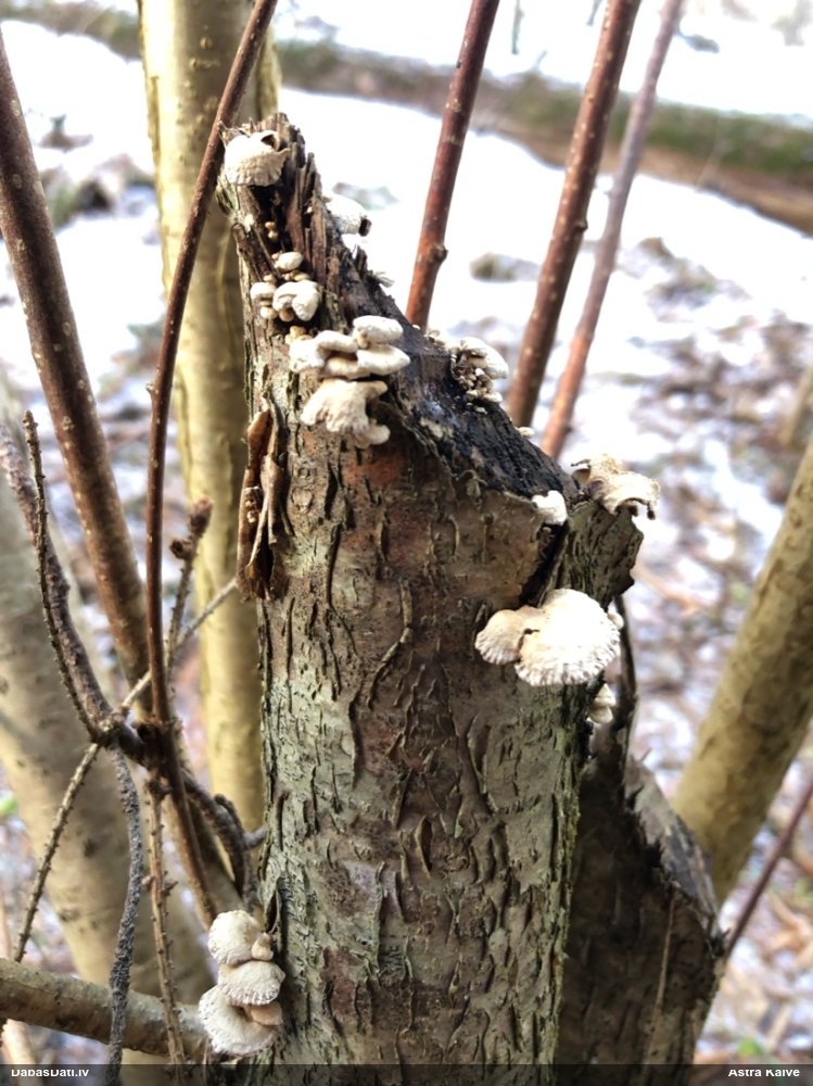 Sūrā pundurkamolene