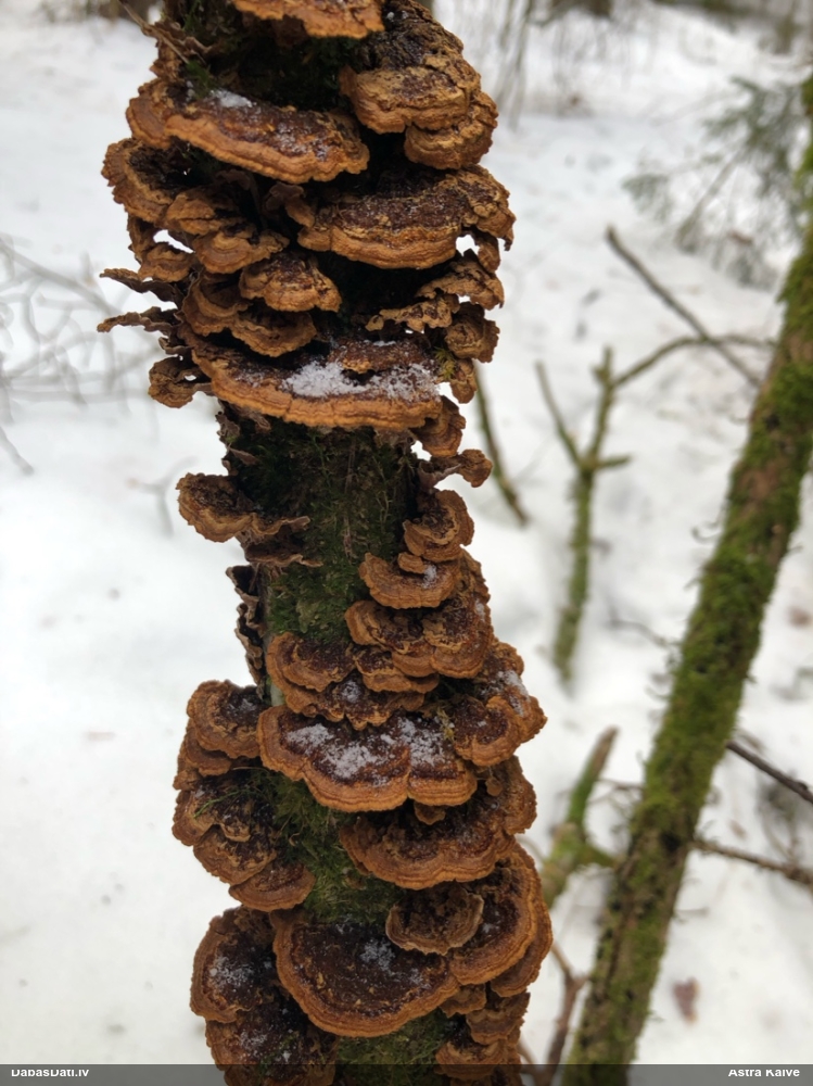 Lazdu brūnsvārcene