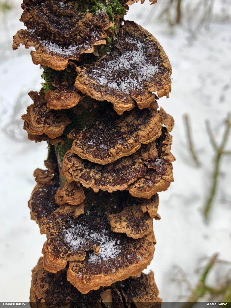 Lazdu brūnsvārcene