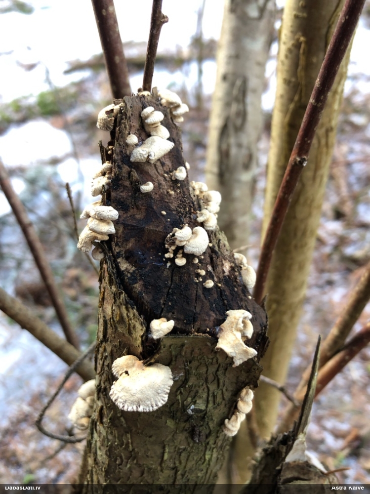 Sūrā pundurkamolene