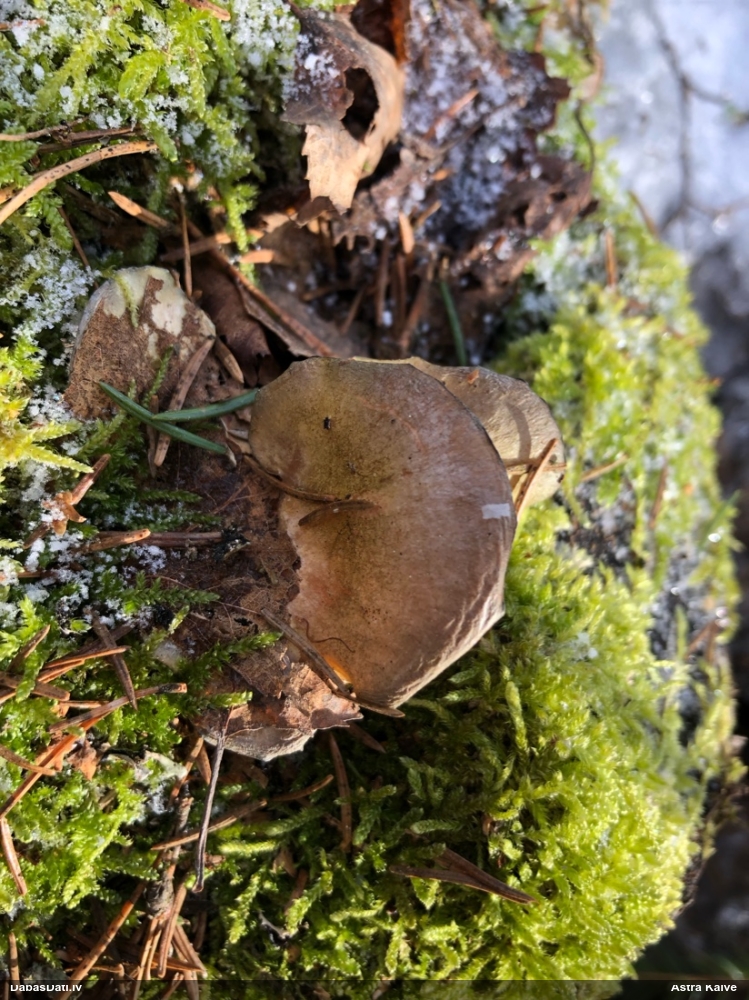 Vēlā pundurkamolene