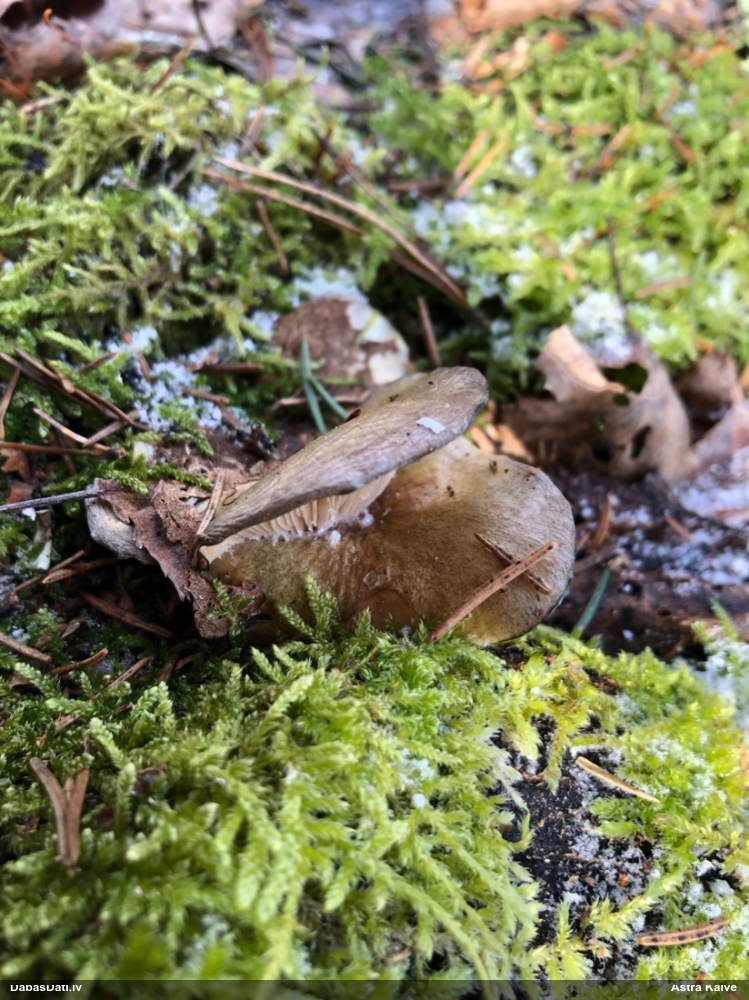 Vēlā pundurkamolene