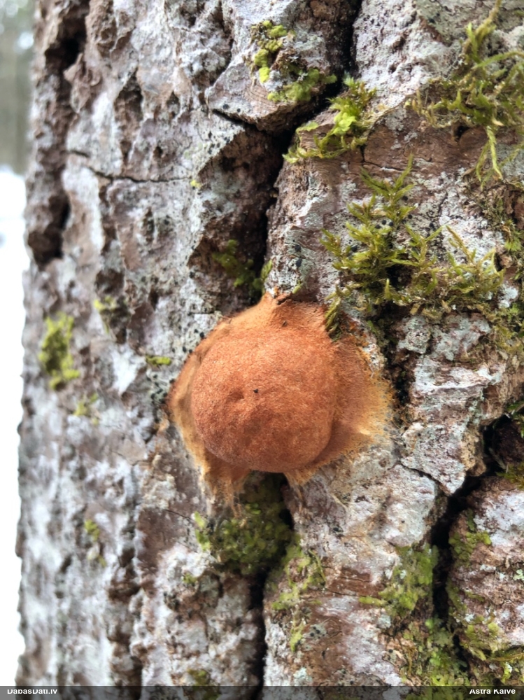 Gludais ragansviests