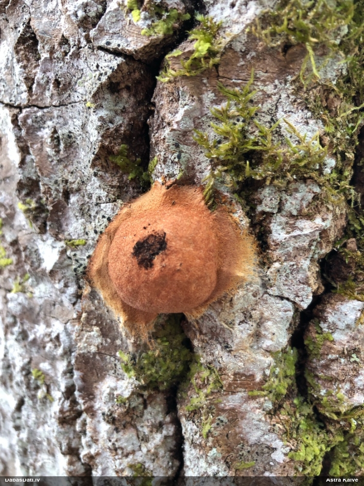 Gludais ragansviests