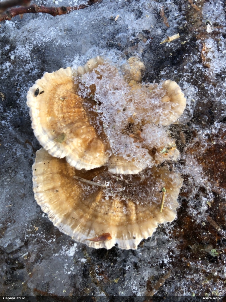 Dzeltenā tauriņpiepe