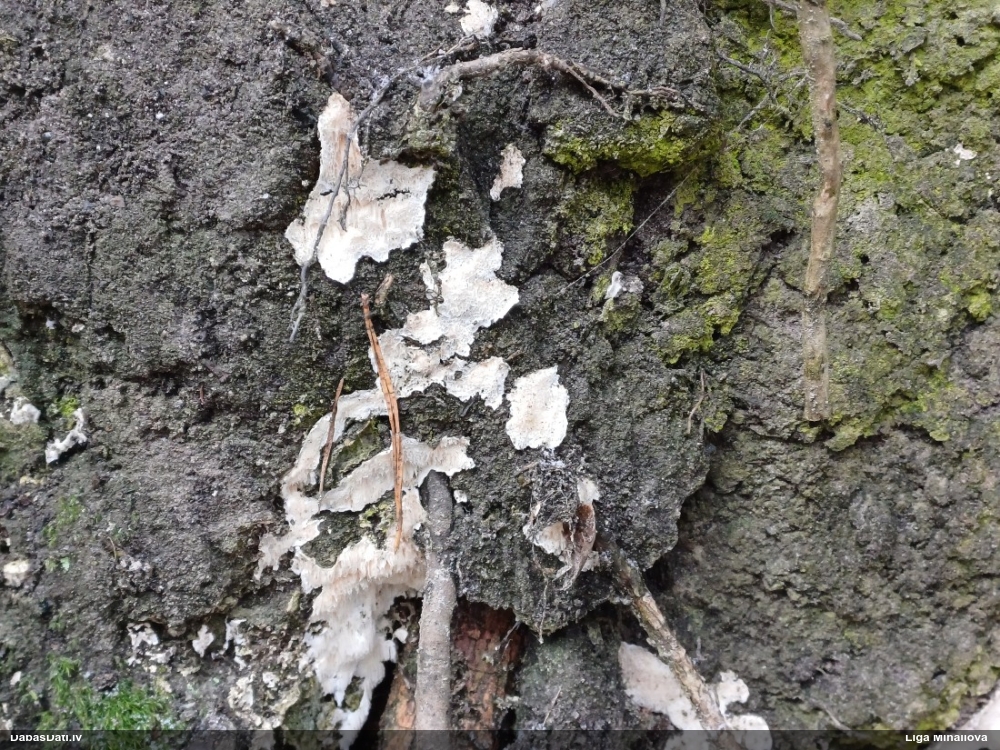 Klājeniska sēne (nenoteikta)