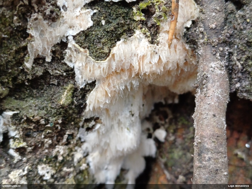 Klājeniska sēne (nenoteikta)