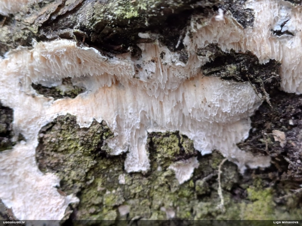 Klājeniska sēne (nenoteikta)