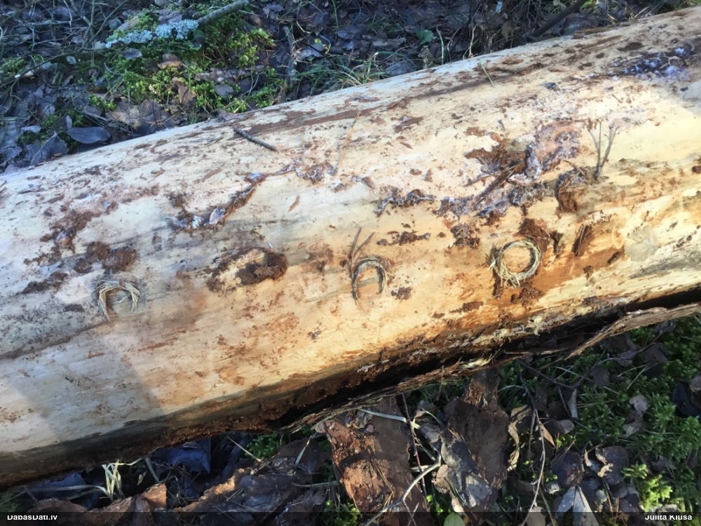 Skujkoku ligzdu koksngrauzis