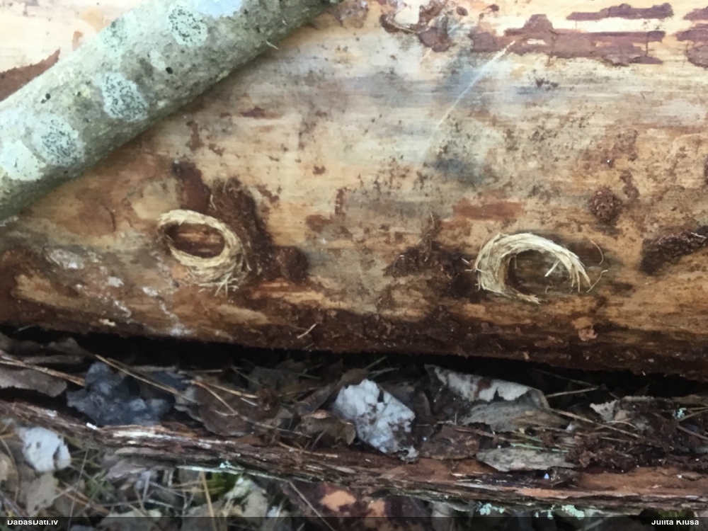 Skujkoku ligzdu koksngrauzis