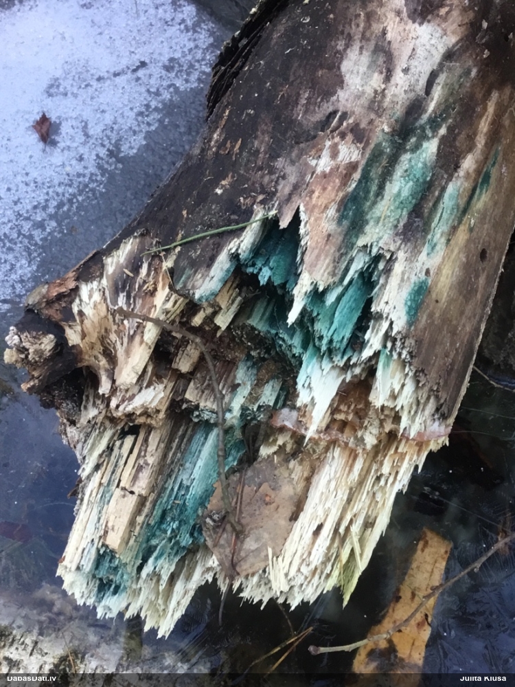 Zilzaļā hlorociborija