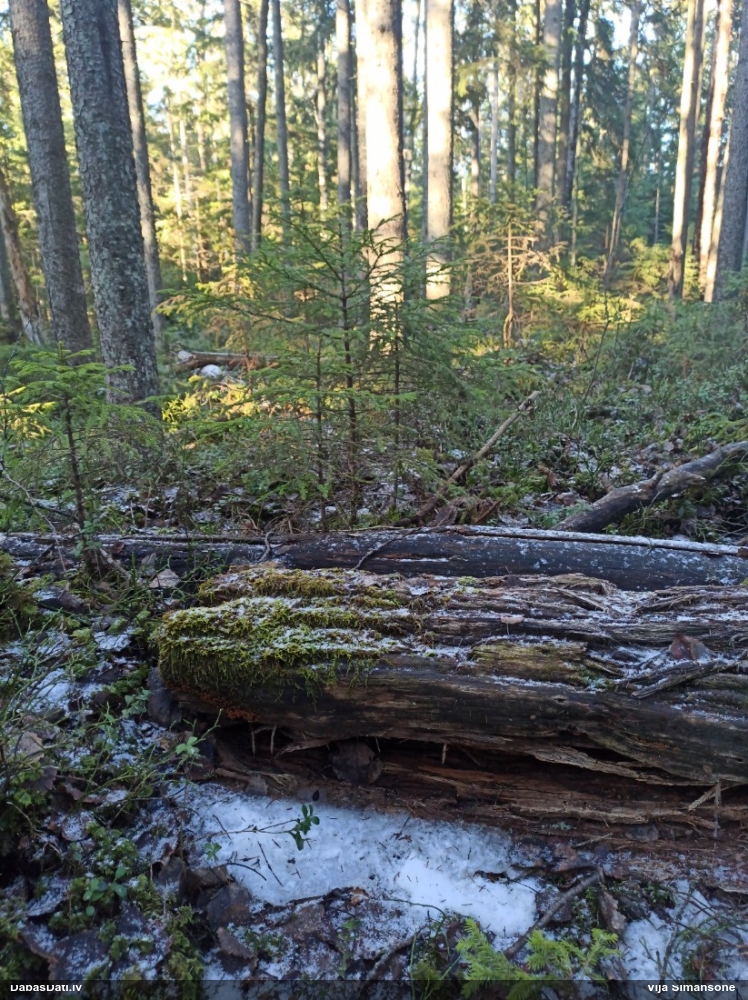 Maldinošā kājpilīte (bij. maldinošā trihija)