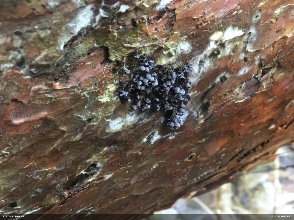 Vīnogķekaru badhāmija