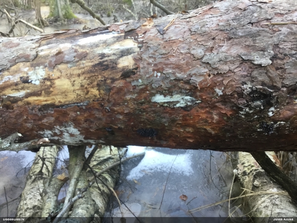 Vīnogķekaru badhāmija