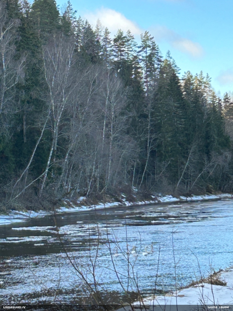 лебедь-кликун