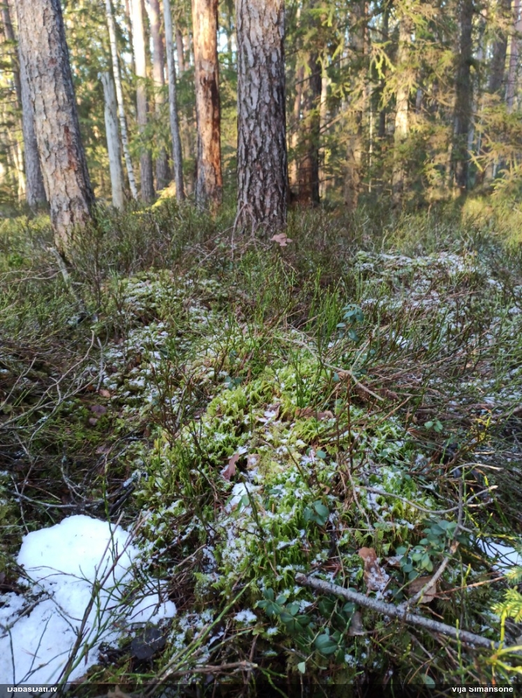 Parastā straussūna