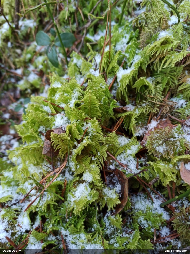 Parastā straussūna