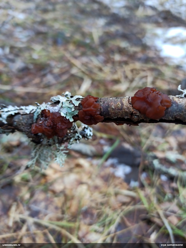 Saplacinātā eksīdija