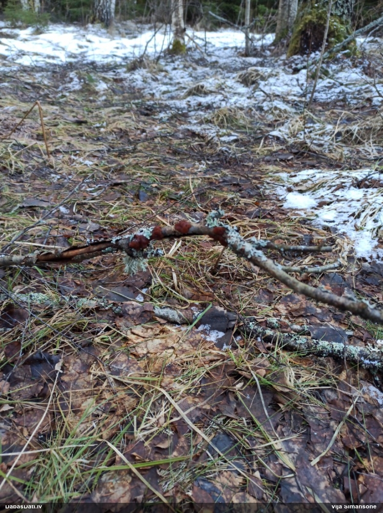 Saplacinātā eksīdija