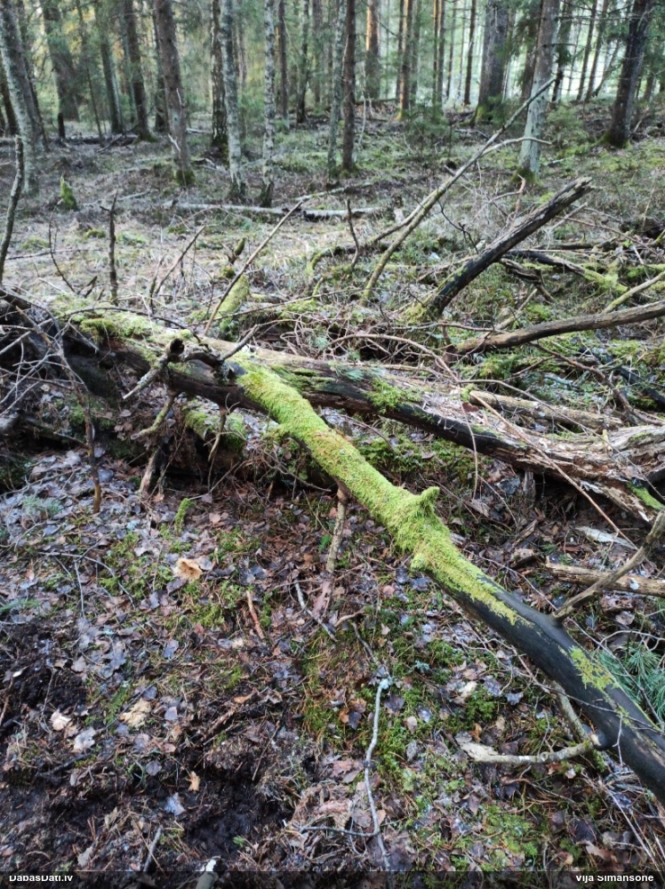 Gļotsēne (nenosakāma)