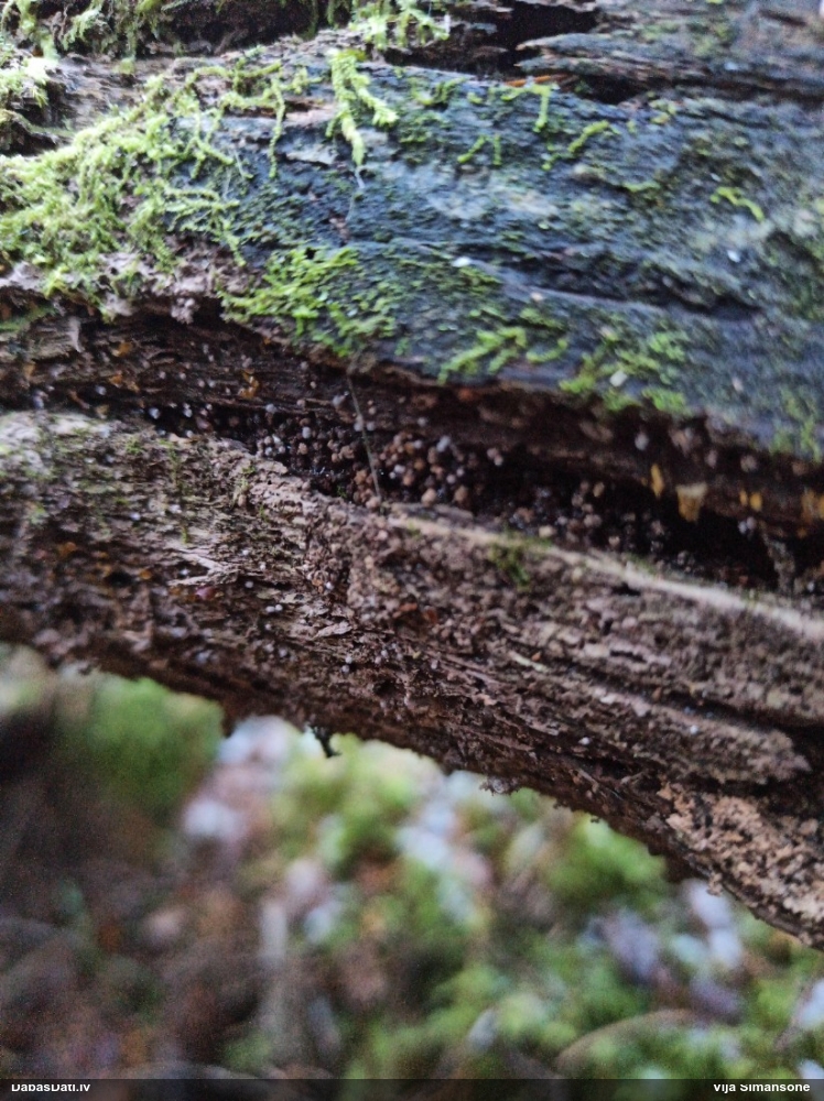 Gļotsēne (nenosakāma)