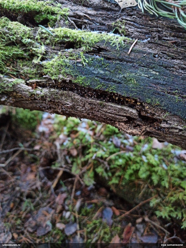 Gļotsēne (nenosakāma)