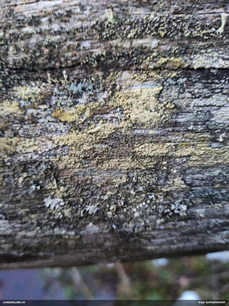 Ķērpis (nenoteikts)