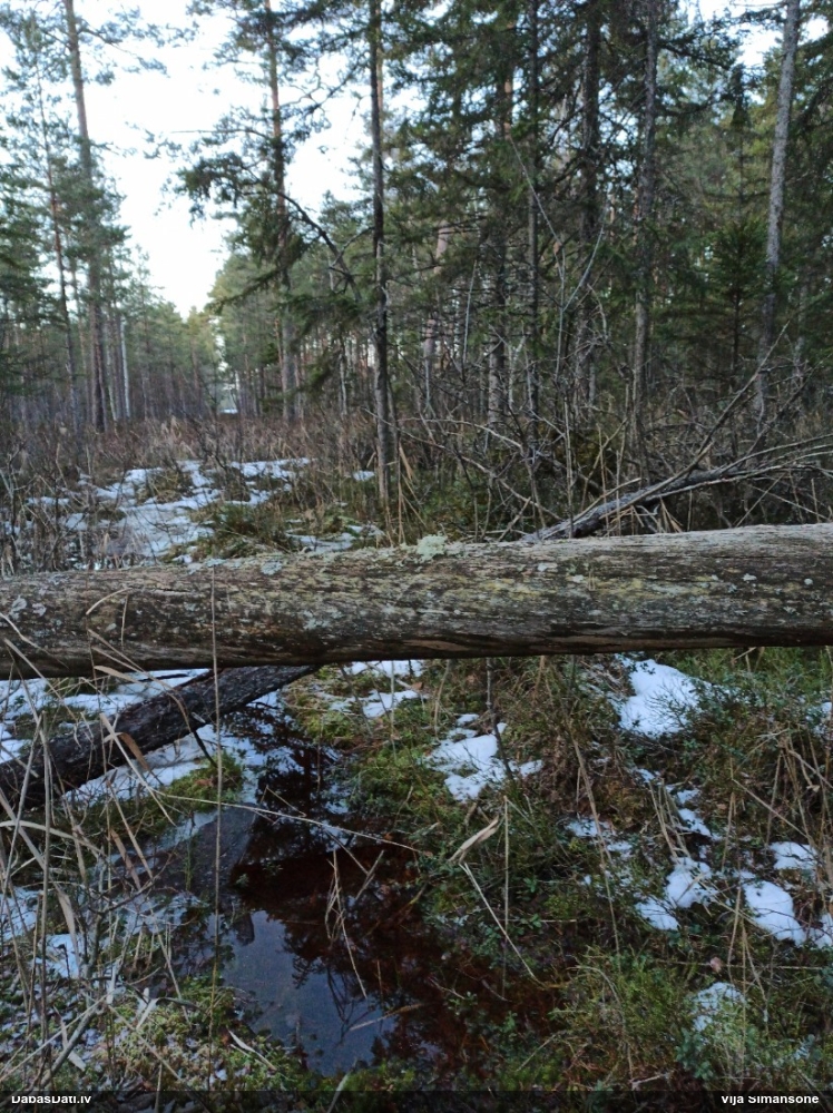 Ķērpis (nenoteikts)