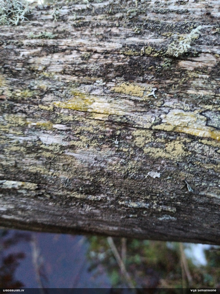 Ķērpis (nenoteikts)