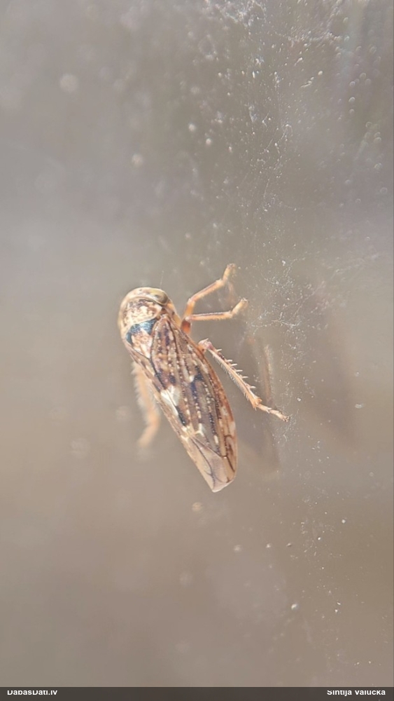 Cikādiņa Idiocerus sp.