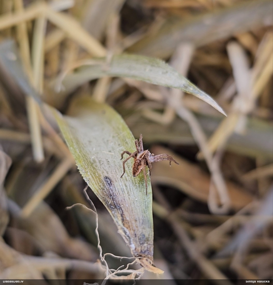 Dižzirneklis Pisaura mirabilis