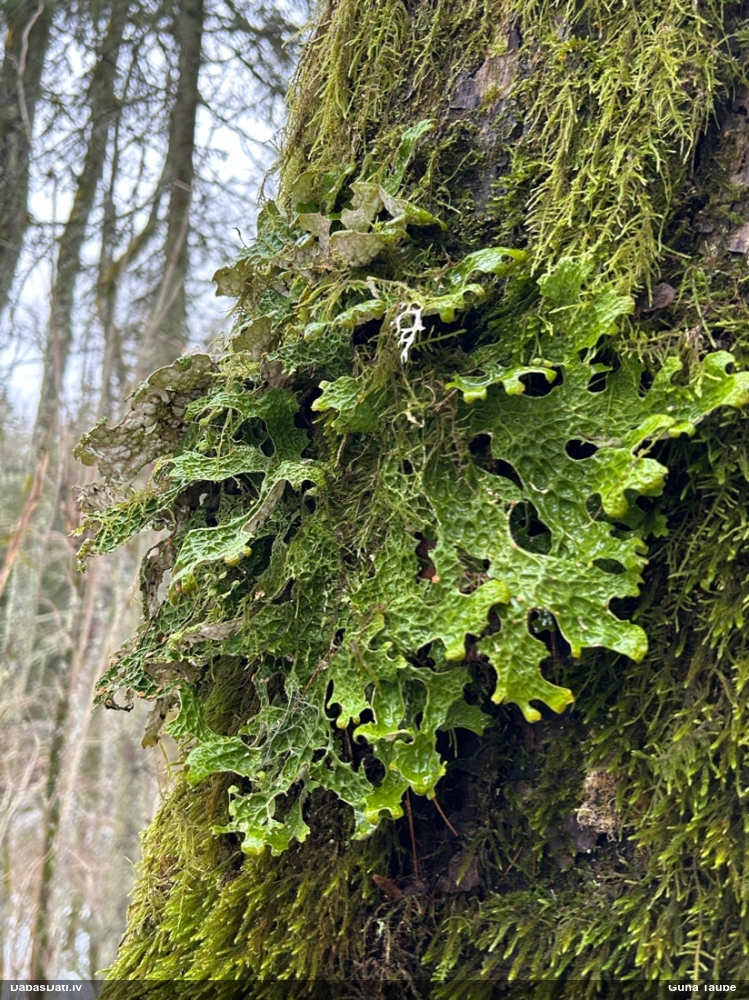 Parastais plaušķērpis