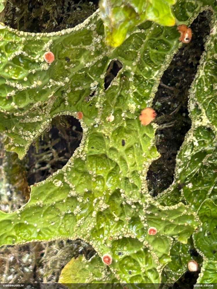 Parastais plaušķērpis