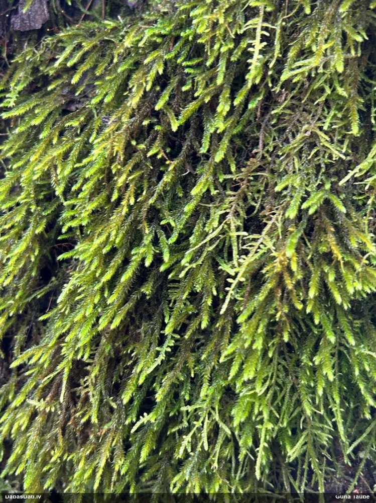 Parastā vāverastīte