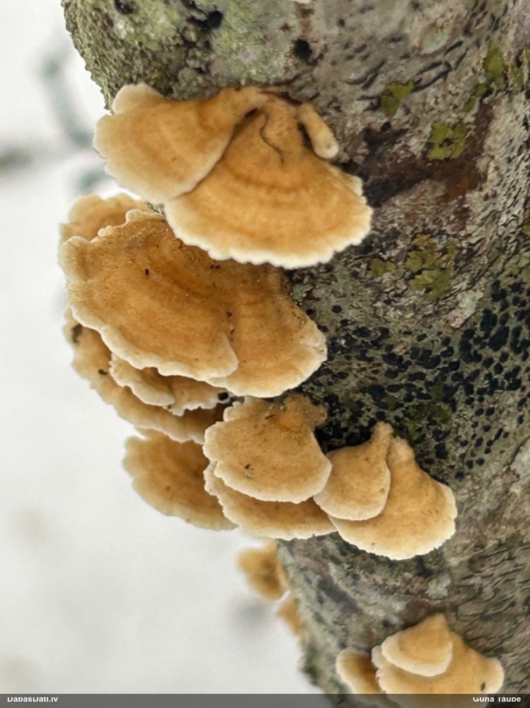 Cirtainā kroklapīte