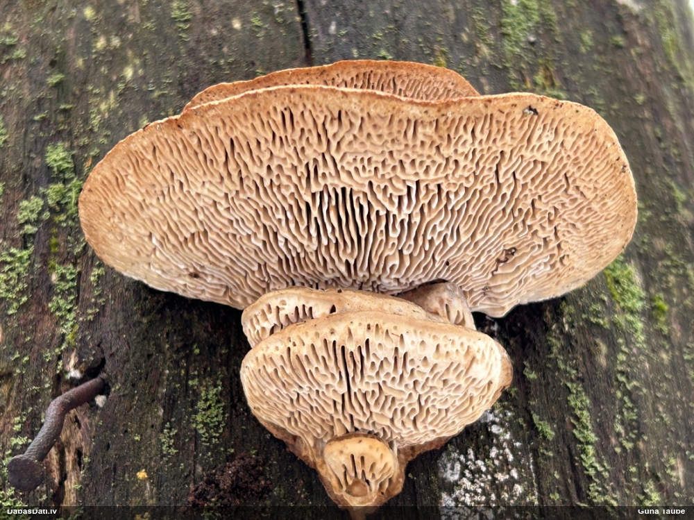 Дубовая губка