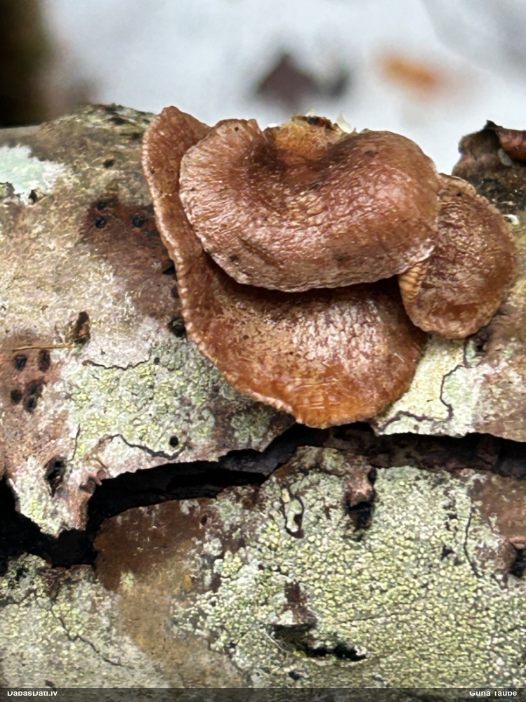 Vēlā pundurkamolene