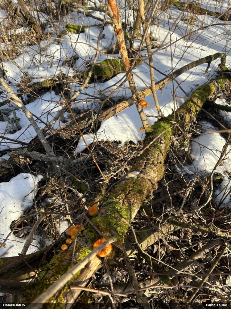 Samtainā ziemene (ziemas celmene)