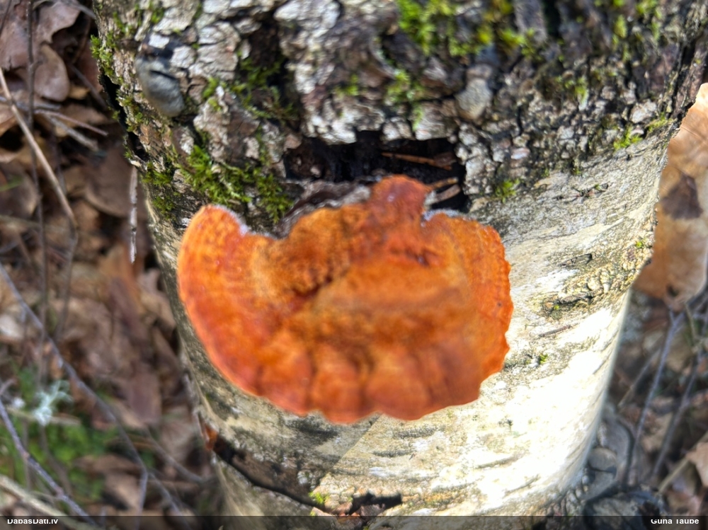 Parastā cinobrpiepe