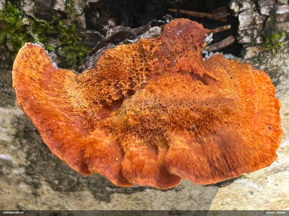 Parastā cinobrpiepe