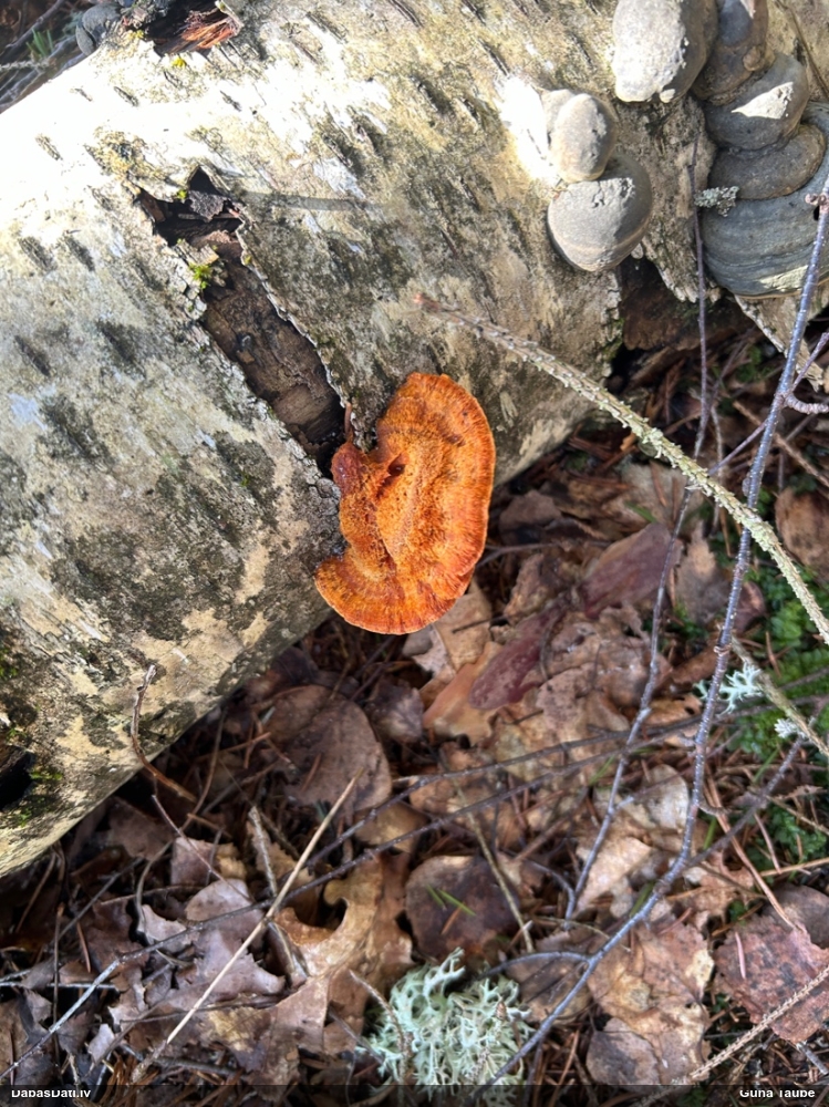 Parastā cinobrpiepe