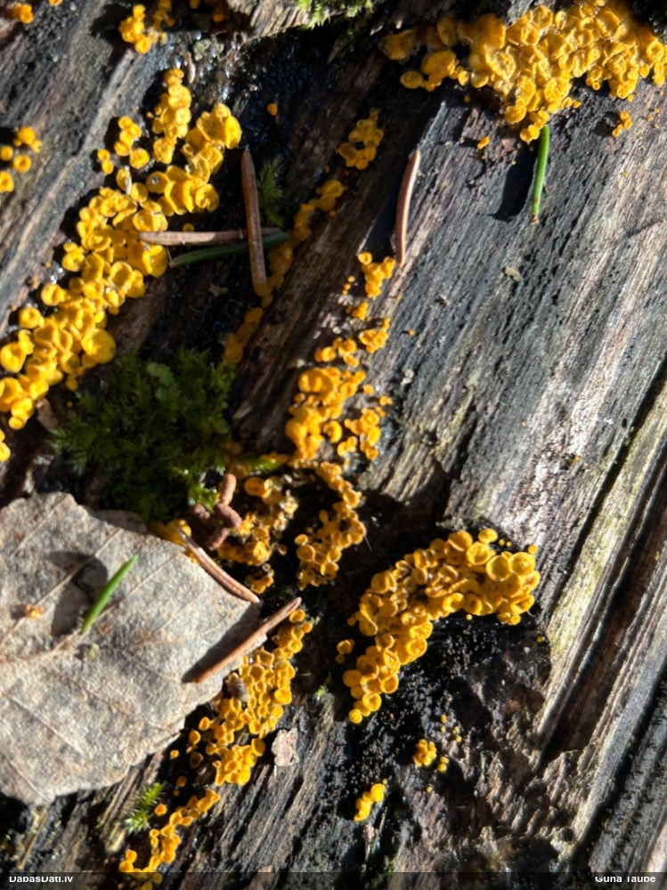 лимонно-желтая калицелла